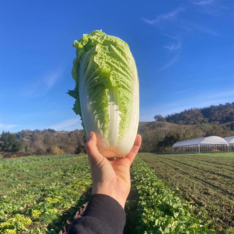 Green Napa Cabbage