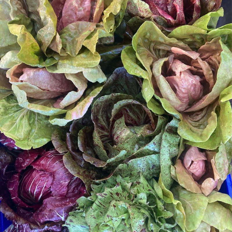 Radicchio Mixed Heads