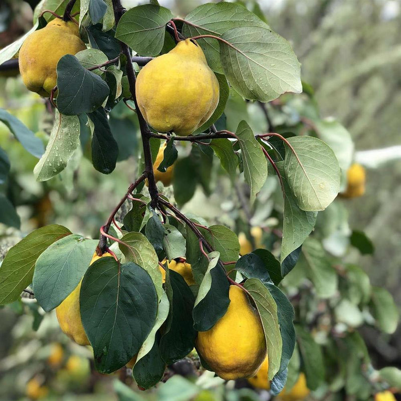 Quince Fruit, 1lb