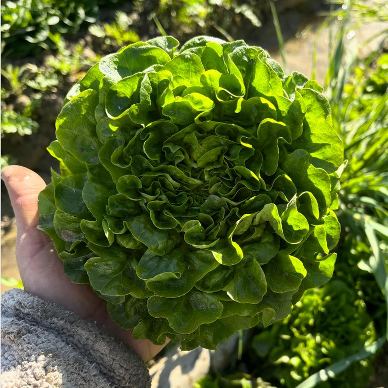 Oak Leaf Lettuce, Green