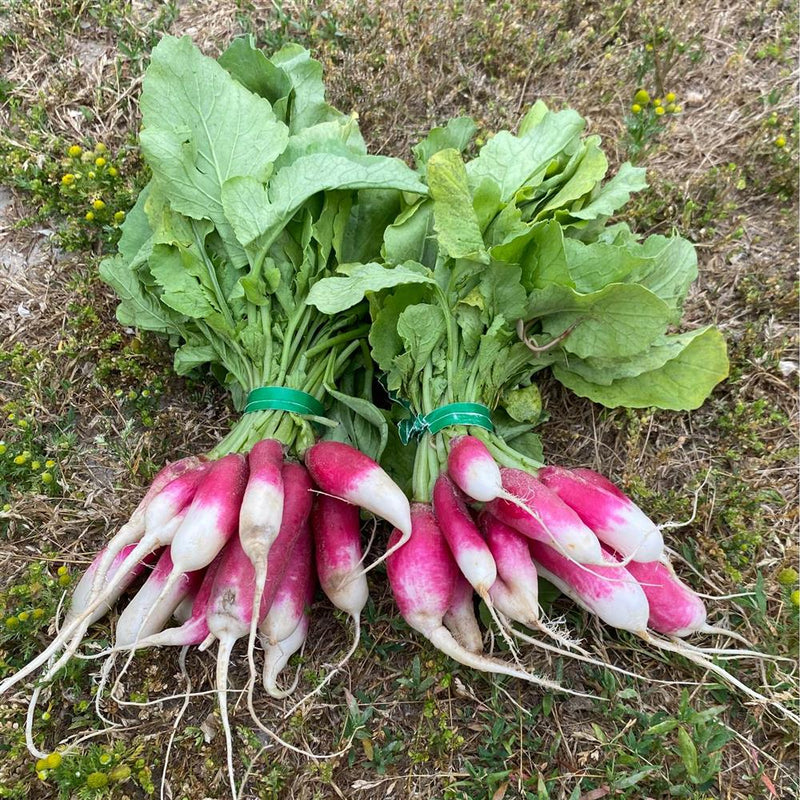 French Breakfast Radish Bunch